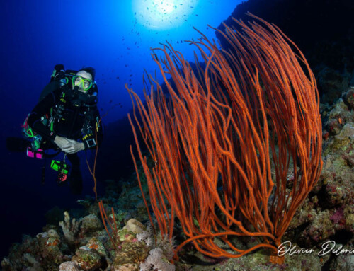 meandmyrEvo – Panorama Reef